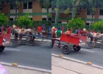 Carroceiros levam cavalos para Av. Almirante Barroso para protestar contra retirada de veículos de tração animal