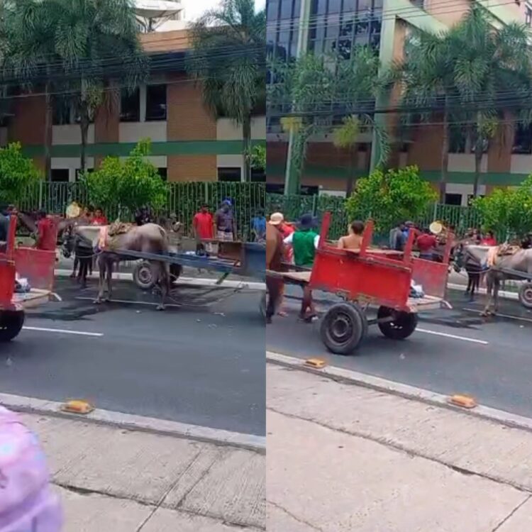 Carroceiros levam cavalos para Av. Almirante Barroso para protestar contra retirada de veículos de tração animal