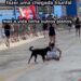 Corredora é derrubada por cachorro ao chegar na fila de chegada e cena viraliza nas redes