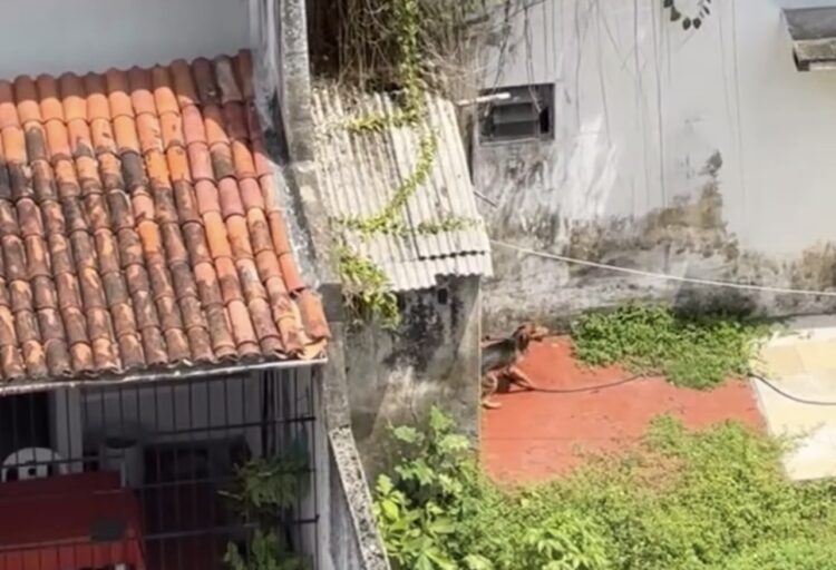 Cachorro sofre abandono em Belém e revolta moradores do bairro Nazaré