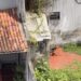Cachorro sofre abandono em Belém e revolta moradores do bairro Nazaré