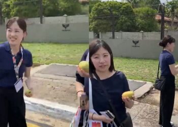 Japonesas se encantam com mangas espalhadas pelas ruas durante visita a Belém