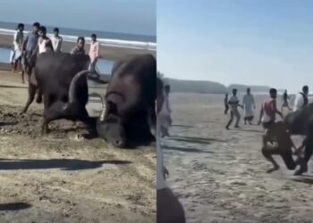 Búfalo atinge homem que se aproximou de br1ga e o arrasta por vários metros