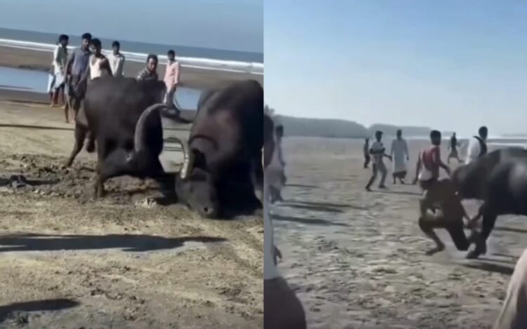 Búfalo atinge homem que se aproximou de br1ga e o arrasta por vários metros
