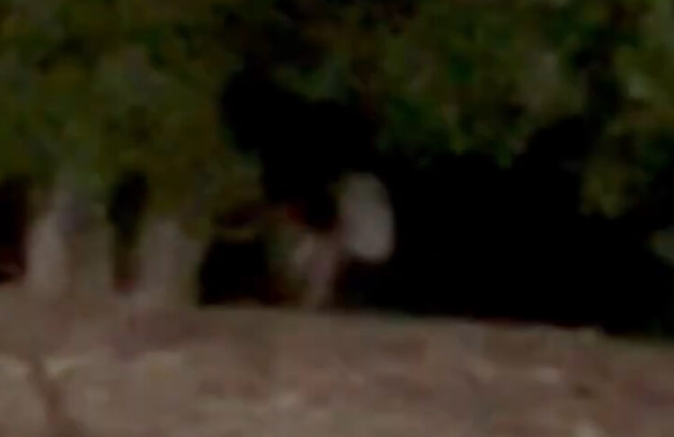 Casal é flagrado em momento íntimo na praia em frente aos transatlânticos da COP30