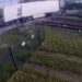 Trem atinge caminhão carregado de peras e espalha frutas pelos trilhos na Holanda