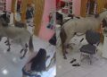 Cavalo invade salão para se ‘admirar’ no espelho e assusta clientes em Teresina