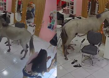 Cavalo invade salão para se ‘admirar’ no espelho e assusta clientes em Teresina