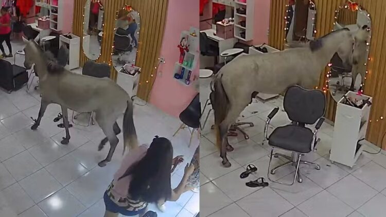 Cavalo invade salão para se ‘admirar’ no espelho e assusta clientes em Teresina