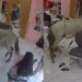 Cavalo invade salão para se ‘admirar’ no espelho e assusta clientes em Teresina