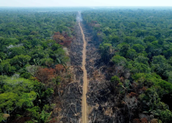 Governo e BNDES anunciam projeto para frear o desmatamento da Amazônia