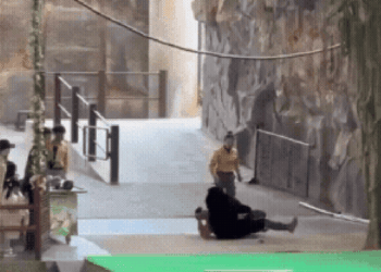 Urso ataca tratador durante apresentação em parque na China