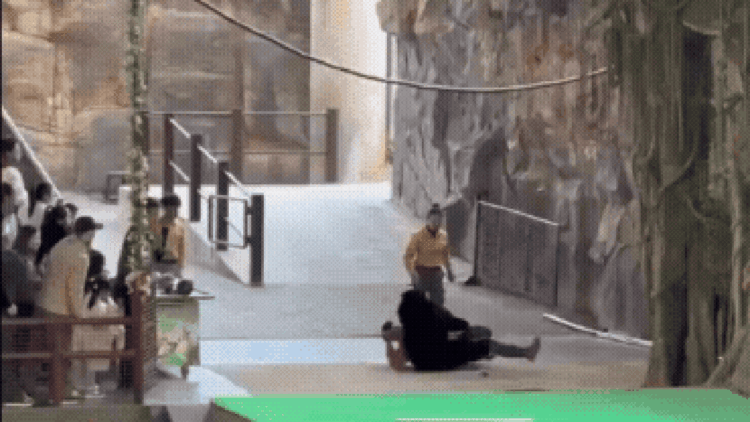 Urso ataca tratador durante apresentação em parque na China