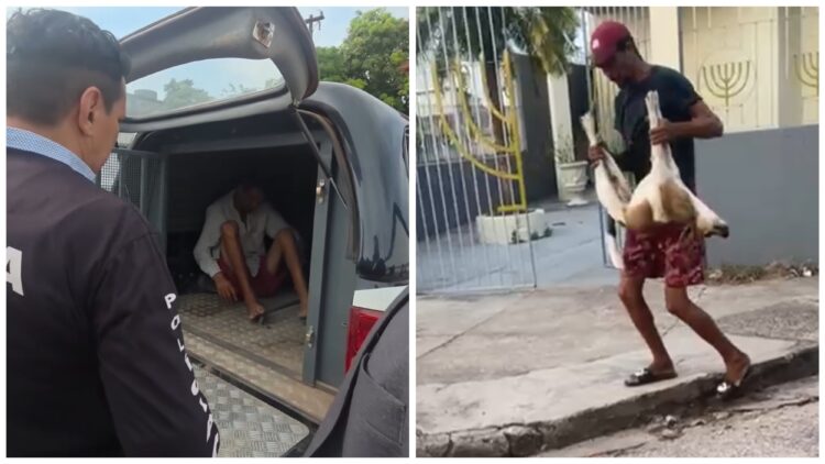 Carroceiro é preso após dar pedrada em cachorro em Icoaraci