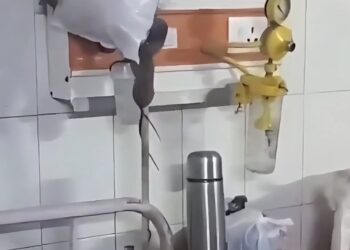 Vídeo flagra ratos circulando entre pacientes em hospital público na Índia