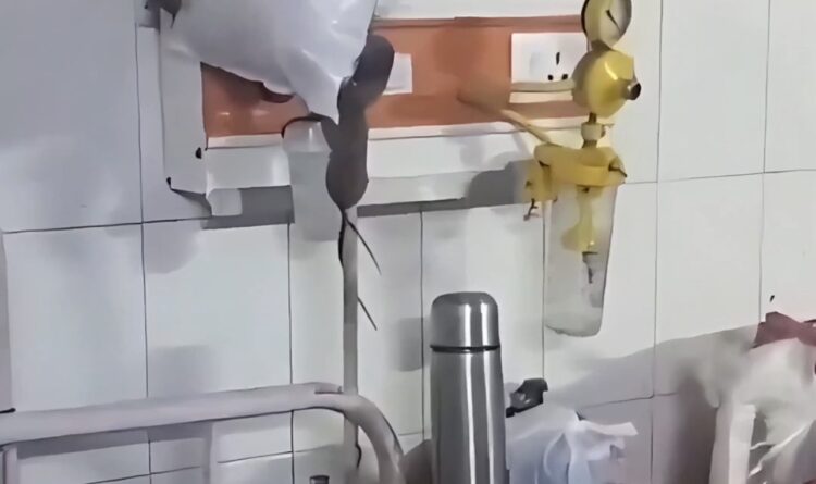 Vídeo flagra ratos circulando entre pacientes em hospital público na Índia