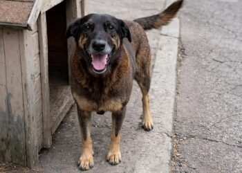 Adolescentes suspeitos de matar cachorro comunitário também teriam tentado afogar outro animal em SC