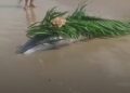 Golfinho é encontrado morto na praia do Humaitá, em Colares