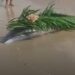 Golfinho é encontrado morto na praia do Humaitá, em Colares