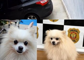 Homem invade casa, pula portão e foge levando cachorro no DF