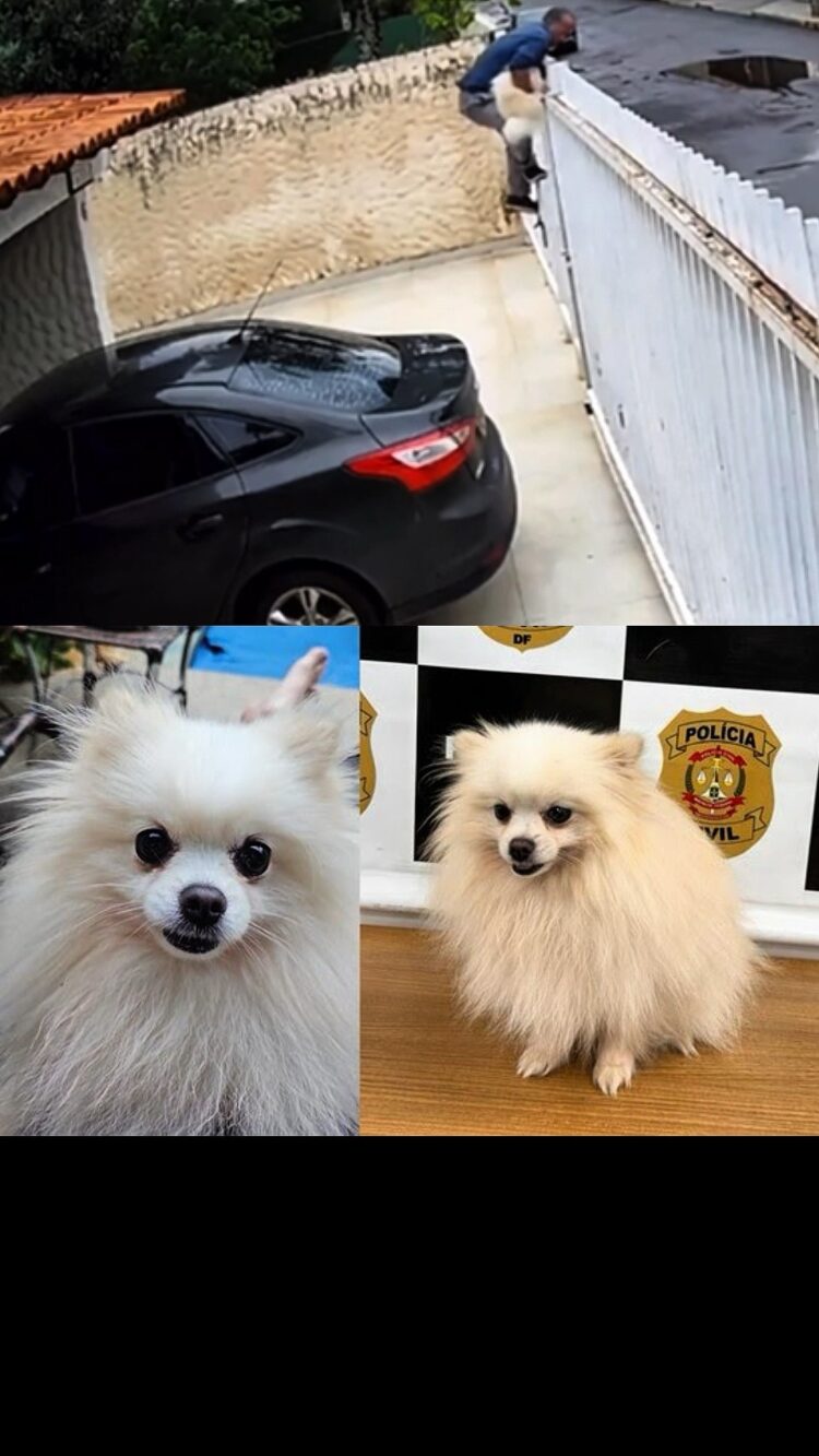 Homem invade casa, pula portão e foge levando cachorro no DF