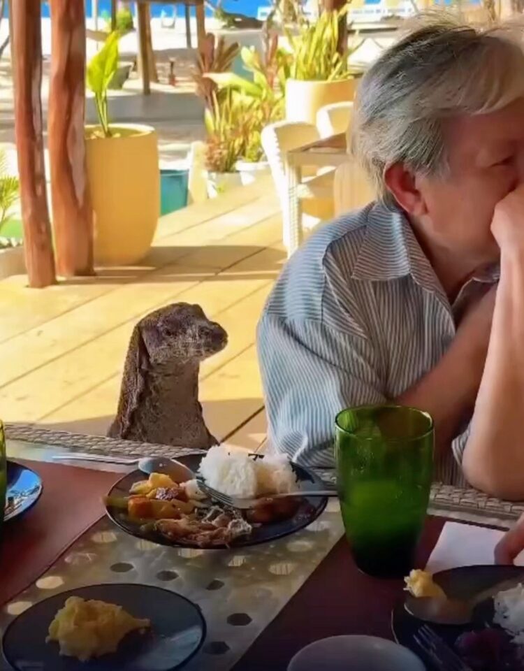 Lagarto invade restaurante e interrompe almoço de cliente à beira-mar