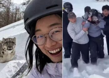 Turista é atacada após se aproximar de leopardo-das-neves para selfie na China