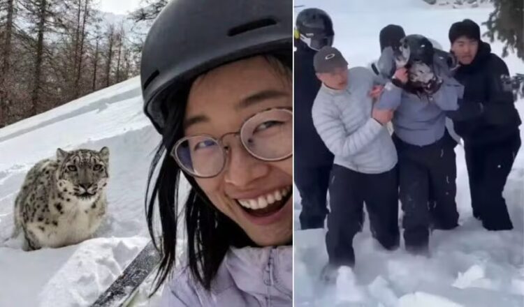 Turista é atacada após se aproximar de leopardo-das-neves para selfie na China