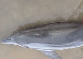 Golfinho de águas profundas é encontrado morto em praia de Mosqueiro e chama atenção de especialistas