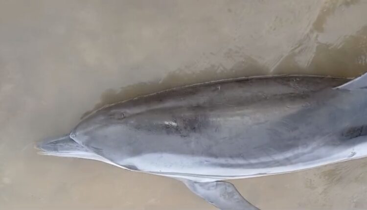 Golfinho de águas profundas é encontrado morto em praia de Mosqueiro e chama atenção de especialistas
