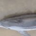 Golfinho de águas profundas é encontrado morto em praia de Mosqueiro e chama atenção de especialistas