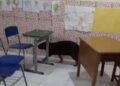 Capivara entra em escola, invade sala de aula e surpreende estudantes em Bragança