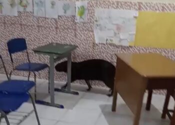Capivara entra em escola, invade sala de aula e surpreende estudantes em Bragança