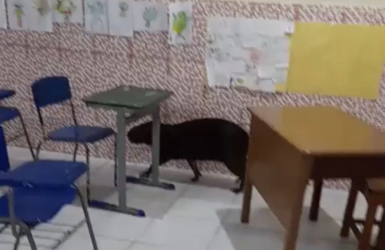 Capivara entra em escola, invade sala de aula e surpreende estudantes em Bragança