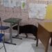 Capivara entra em escola, invade sala de aula e surpreende estudantes em Bragança