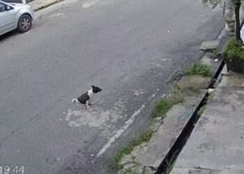 Cachorro é atropelado e morto de forma cruel em Icoaraci, e caso revolta moradores