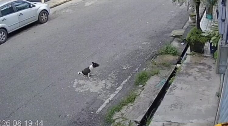 Cachorro é atropelado e morto de forma cruel em Icoaraci, e caso revolta moradores