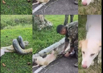 Vídeo mostra resgate de cachorro atacado por sucuri de 3 metros em quartel do Exército, no interior do Pará