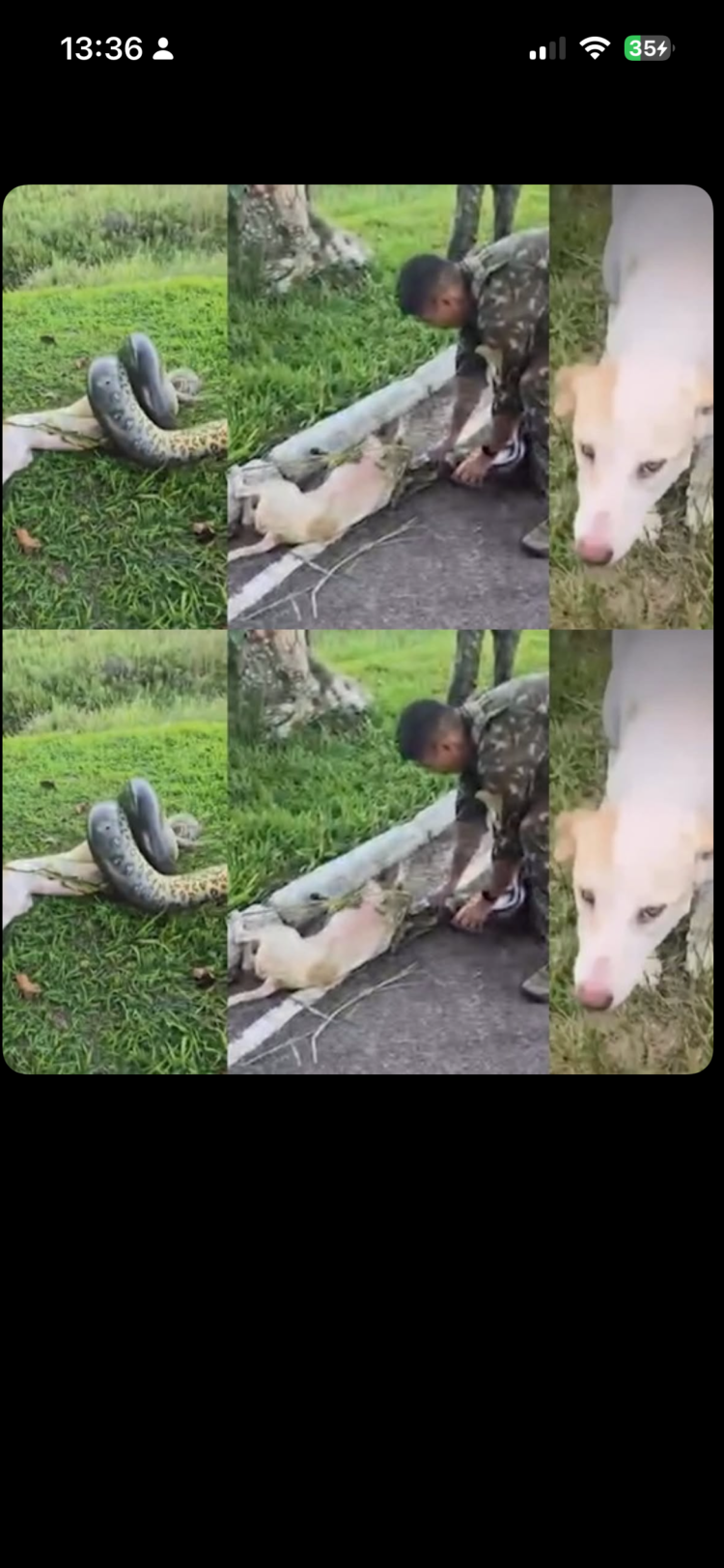 Vídeo mostra resgate de cachorro atacado por sucuri de 3 metros em quartel do Exército, no interior do Pará
