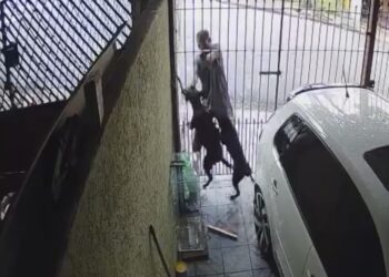 Homem é mordido por cachorro ao tentar furtar objeto em garagem