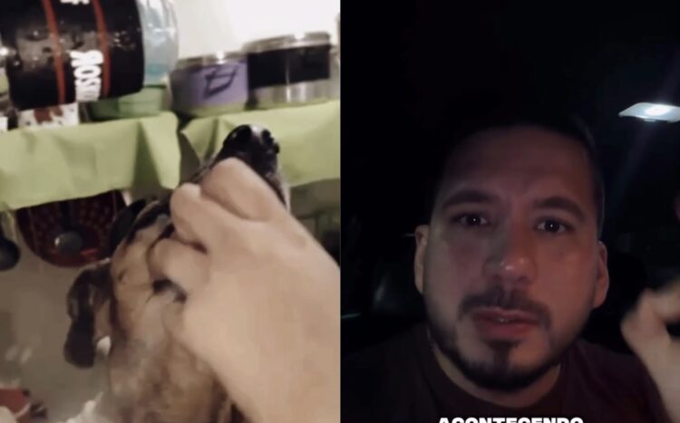Adolescentes gravam vídeo obrigando cachorro a beber álcool e caso gera revolta nas redes