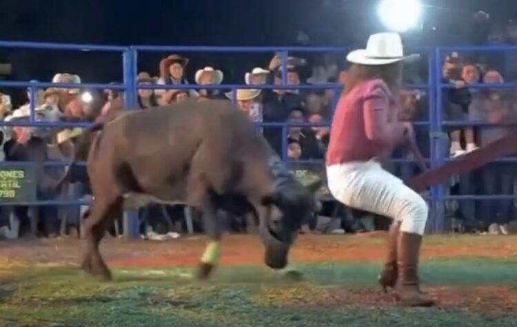 Brincadeira em gangorra termina em susto após ataque de touro em arena