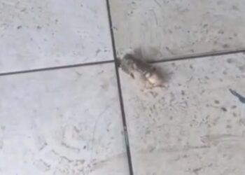 Fragmento humano é encontrado no lixo e expõe falha grave em descarte hospitalar em Castanhal