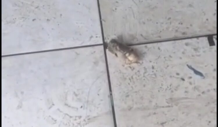 Fragmento humano é encontrado no lixo e expõe falha grave em descarte hospitalar em Castanhal