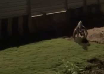 “Anão fruteiro” é apontado por moradores após sumiço de grama em área recém-urbanizada