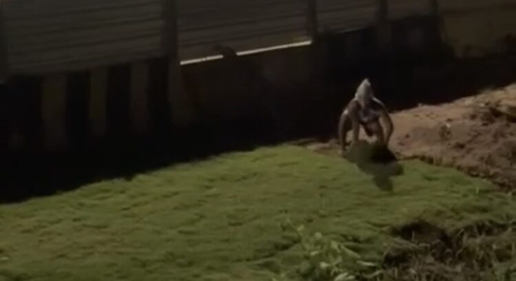 “Anão fruteiro” é apontado por moradores após sumiço de grama em área recém-urbanizada