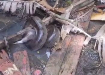 Sucuri é flagrada atacando gato em área alagada no bairro do Sideral