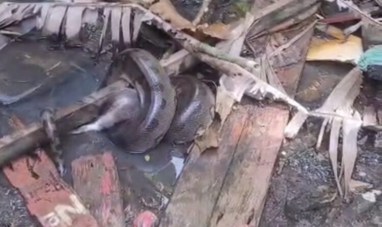 Sucuri é flagrada atacando gato em área alagada no bairro do Sideral