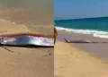 Dois peixes-remo gigantes aparecem em praia do México e surpreendem banhistas