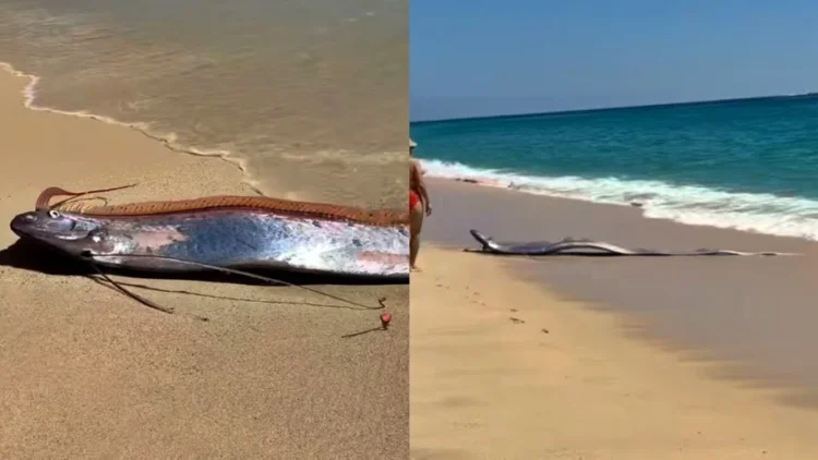 Dois peixes-remo gigantes aparecem em praia do México e surpreendem banhistas